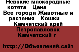 Невские маскарадные котята › Цена ­ 15 000 - Все города Животные и растения » Кошки   . Камчатский край,Петропавловск-Камчатский г.